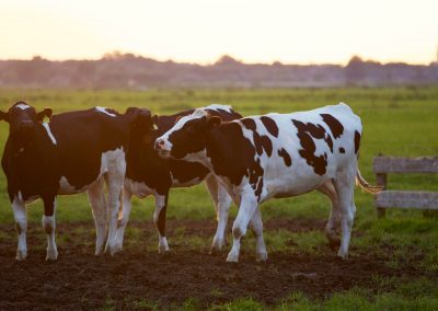 agriculture-animal-animal-photography-blur-422218